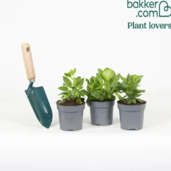 Petunien Mischung 'Alpetunia' (x3) - Blütenkaskade den ganzen Sommer