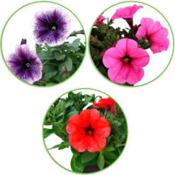 Petunien Mischung 'Alpetunia' (x3) - Blütenkaskade den ganzen Sommer