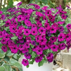 Petunie 'Royal Sky' (x3) - Sternenhimmel im Blumenkasten