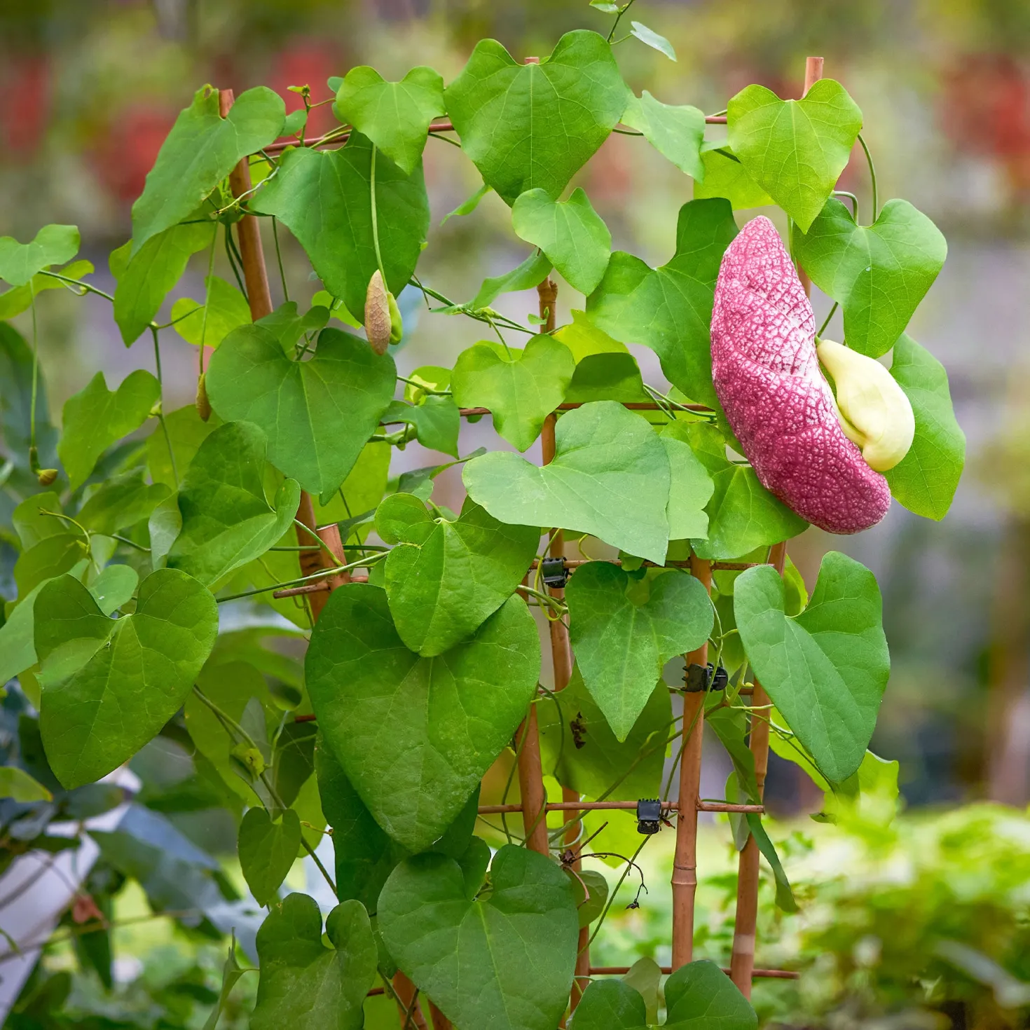 Pfeifenblume - Grüner Sichtschutz im Nu