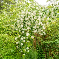 Pfeifenstrauch - Duft und Blüten ohne Aufwand