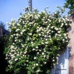 Pfeifenstrauch - Duft und Blüten ohne Aufwand