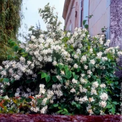 Pfeifenstrauch - Duft und Blüten ohne Aufwand