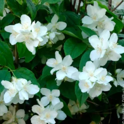 Pfeifenstrauch - Duft und Blüten ohne Aufwand