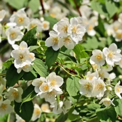 Pfeifenstrauch - Duft und Blüten ohne Aufwand