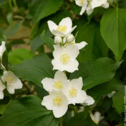 Pfeifenstrauch - Duft und Blüten ohne Aufwand