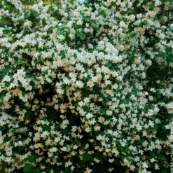 Pfeifenstrauch - Duft und Blüten ohne Aufwand