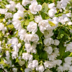 Pfeifenstrauch 'Manteau d'Hermine' - Duft und Blüten im Sommer