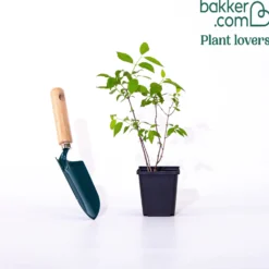 Pfeifenstrauch 'Virginal' - Duftwolke im Sommergarten