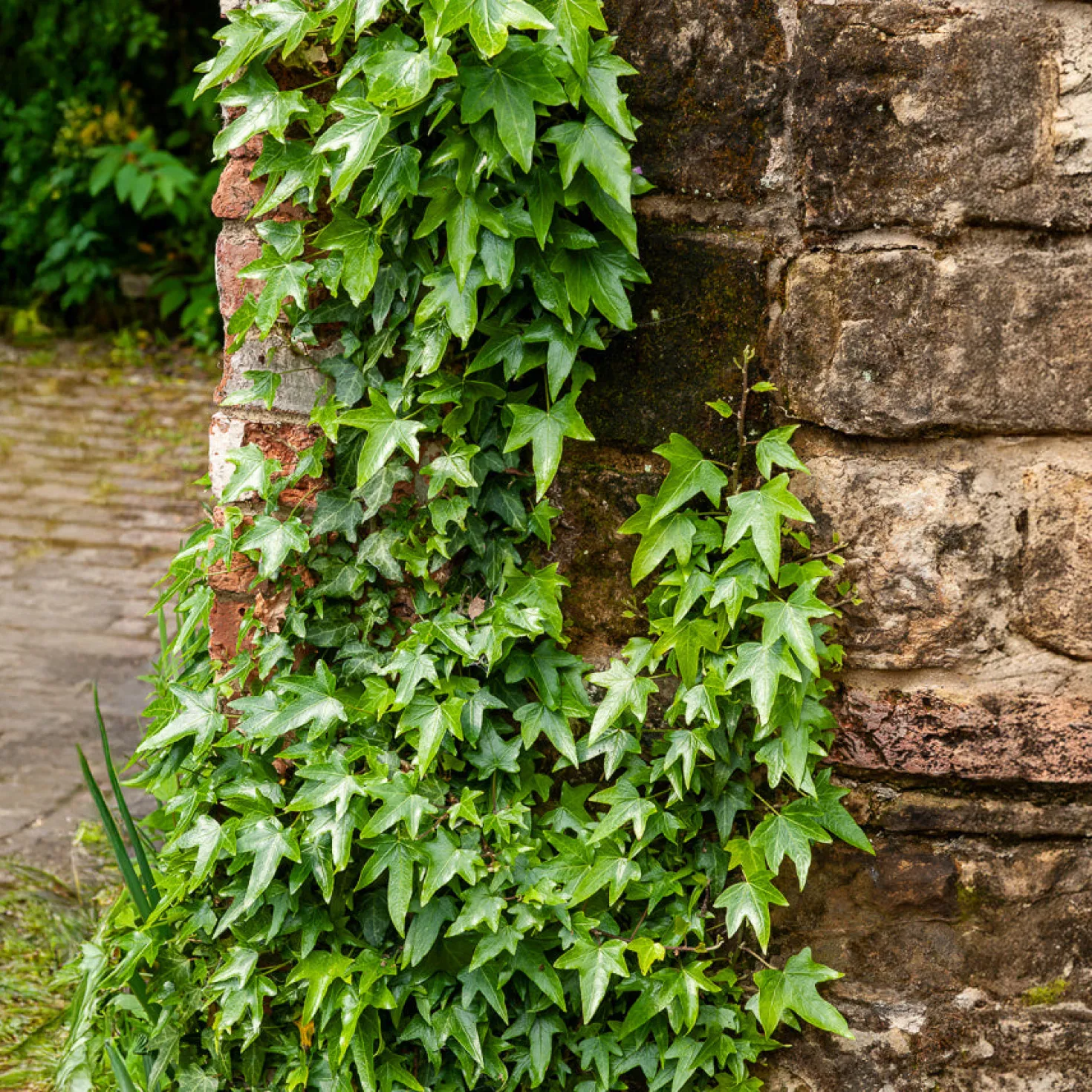 Pfeilblättriges Efeu 'Sagittifolia' - Grün ohne Sonne