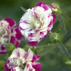 Pfingstnelke (x2) - Duftende Blüten den Sommer lang
