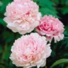Pfingstrose Albert Crousse - Rosa Blütenwolke im Garten