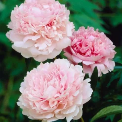 Pfingstrose Albert Crousse - Rosa Blütenwolke im Garten