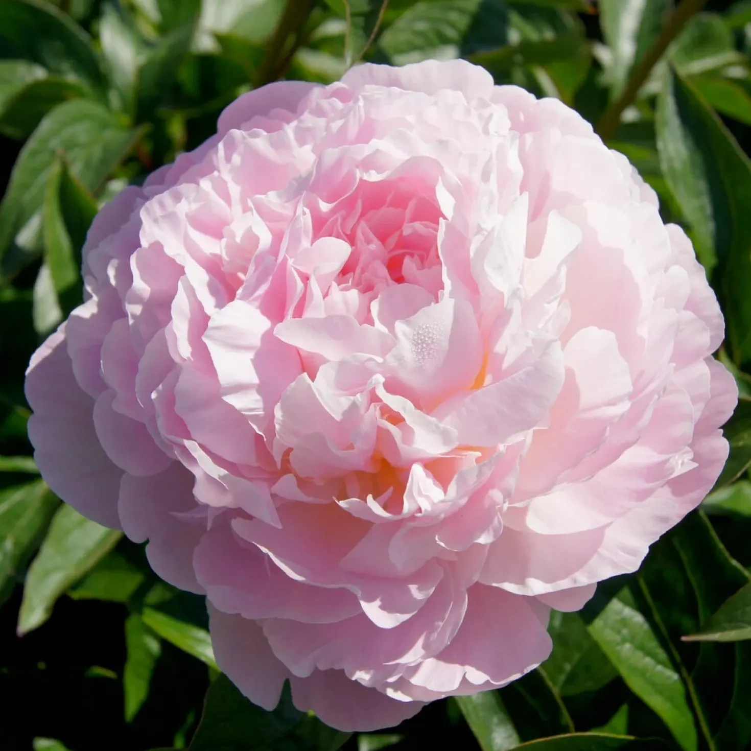 Pfingstrose Albert Crousse - Rosa Blütenwolke im Garten