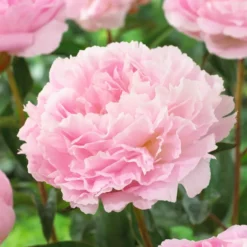 Pfingstrose Albert Crousse - Rosa Blütenwolke im Garten