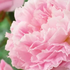 Pfingstrose Albert Crousse - Rosa Blütenwolke im Garten