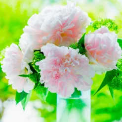 Pfingstrose Albert Crousse - Rosa Blütenwolke im Garten