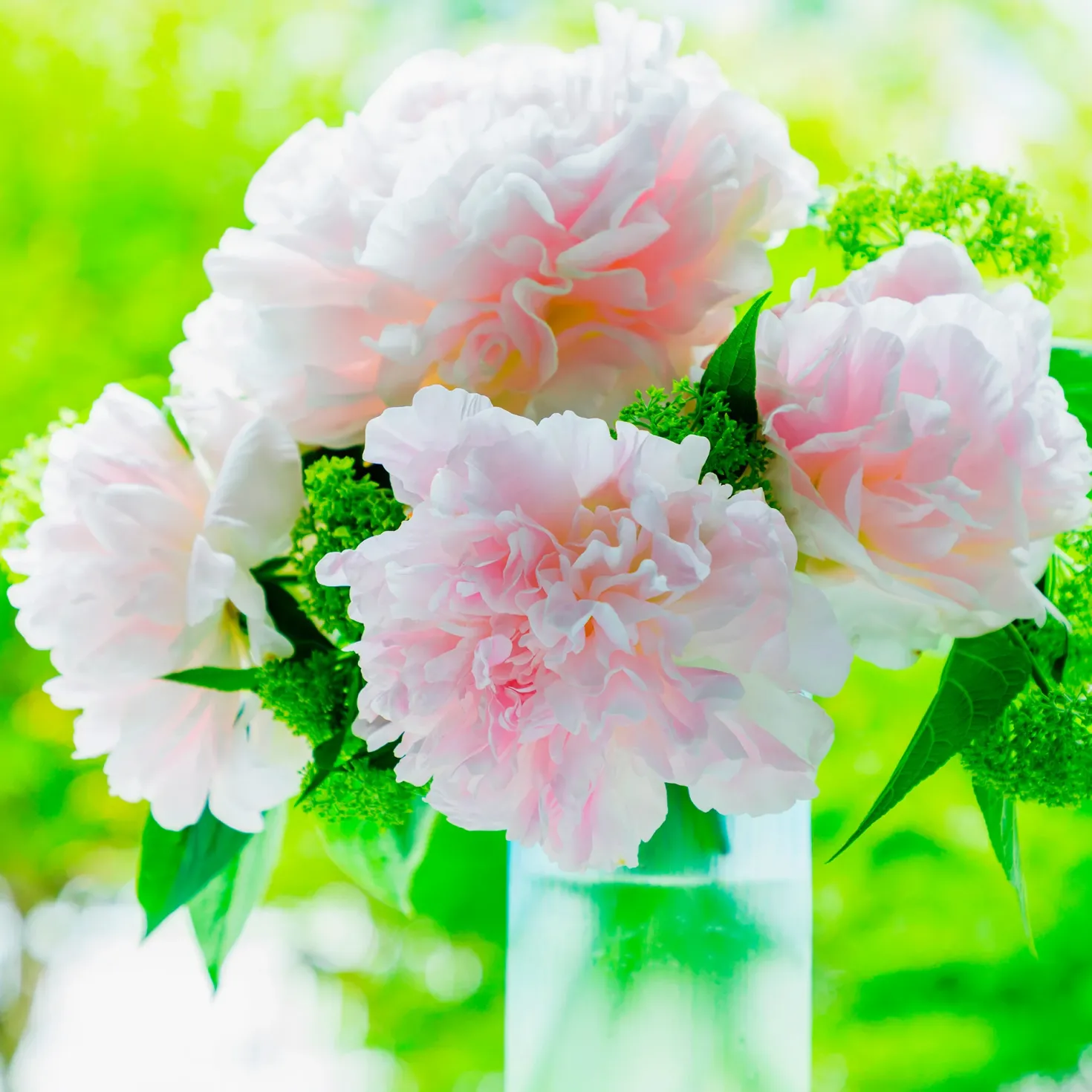 Pfingstrose Albert Crousse - Rosa Blütenwolke im Garten