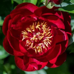 Pfingstrose 'Bella' - Rote Blütenpracht im Garten