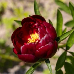 Pfingstrose 'Bella' - Rote Blütenpracht im Garten