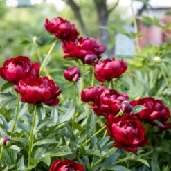 Pfingstrose 'Bella' - Rote Blütenpracht im Garten