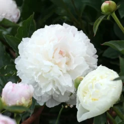 Pfingstrose ‘Duchesse de Nemours’ - Duftende Blütenpracht in Weiß