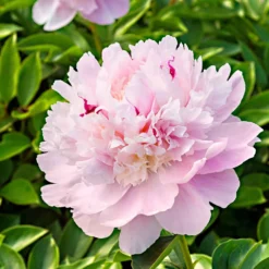 Pfingstrose 'Eden's Perfume' - Duftwolke im Beet