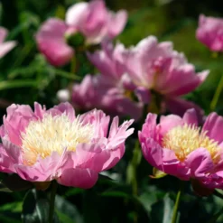 Pfingstrose 'Fantastic' - Riesenblüten in zartem Rosa