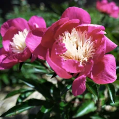 Pfingstrose 'Fantastic' - Riesenblüten in zartem Rosa
