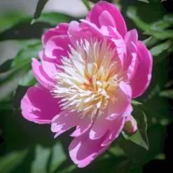 Pfingstrose 'Fantastic' - Riesenblüten in zartem Rosa