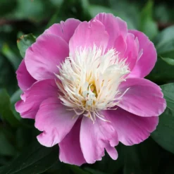 Pfingstrose 'Fantastic' - Riesenblüten in zartem Rosa