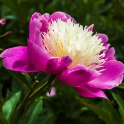 Pfingstrose 'Fantastic' - Riesenblüten in zartem Rosa