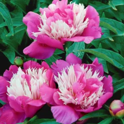 Pfingstrose 'Fantastic' - Riesenblüten in zartem Rosa