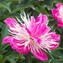Pfingstrose 'Fantastic' - Riesenblüten in zartem Rosa