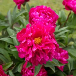 Pfingstrose Felix Crousse - Duftende Fülle in Fuchsia