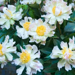Pfingstrose Green Lotus - Grün-weiße Blüten zum Verlieben