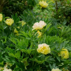 Pfingstrose Itoh Bartzella - Riesenblüten in leuchtendem Gelb