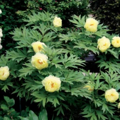 Pfingstrose Itoh Bartzella - Riesenblüten in leuchtendem Gelb