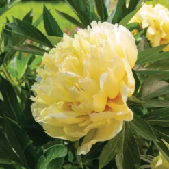 Pfingstrose Itoh Bartzella - Riesenblüten in leuchtendem Gelb
