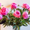 Pfingstrose Jacorma - Rosa Blütenpracht im Juni