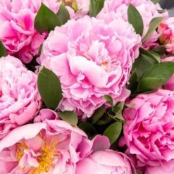 Pfingstrose Jacorma - Rosa Blütenpracht im Juni