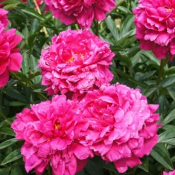 Pfingstrose Kansas - Leuchtend pink im Garten