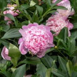 Pfingstrose Monsieur Jules Elie - Riesige Blüten ganz ohne Mühe