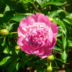 Pfingstrose Monsieur Jules Elie - Riesige Blüten ganz ohne Mühe