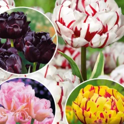 Pfingstrosenblütige Tulpen – Kollektion - Tulpen wie Pfingstrosen