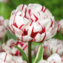 Pfingstrosenblütige Tulpen – Kollektion - Tulpen wie Pfingstrosen