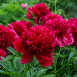 Pfingstrosen-Kollektion 'Immaculée', 'Sorbet', 'Red Charm' - Drei Farben, ein Blütentraum