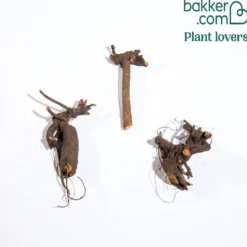 Pfingstrosen-Kollektion 'Immaculée', 'Sorbet', 'Red Charm' - Drei Farben, ein Blütentraum