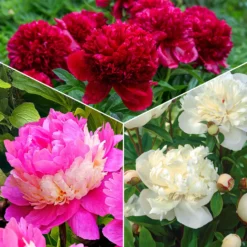 Pfingstrosen-Kollektion 'Immaculée', 'Sorbet', 'Red Charm' - Drei Farben, ein Blütentraum