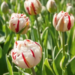 Pfingstrosen-Tulpen ‘Carnaval de Nice’ (x10) - Gefüllt wie eine Pfingstrose